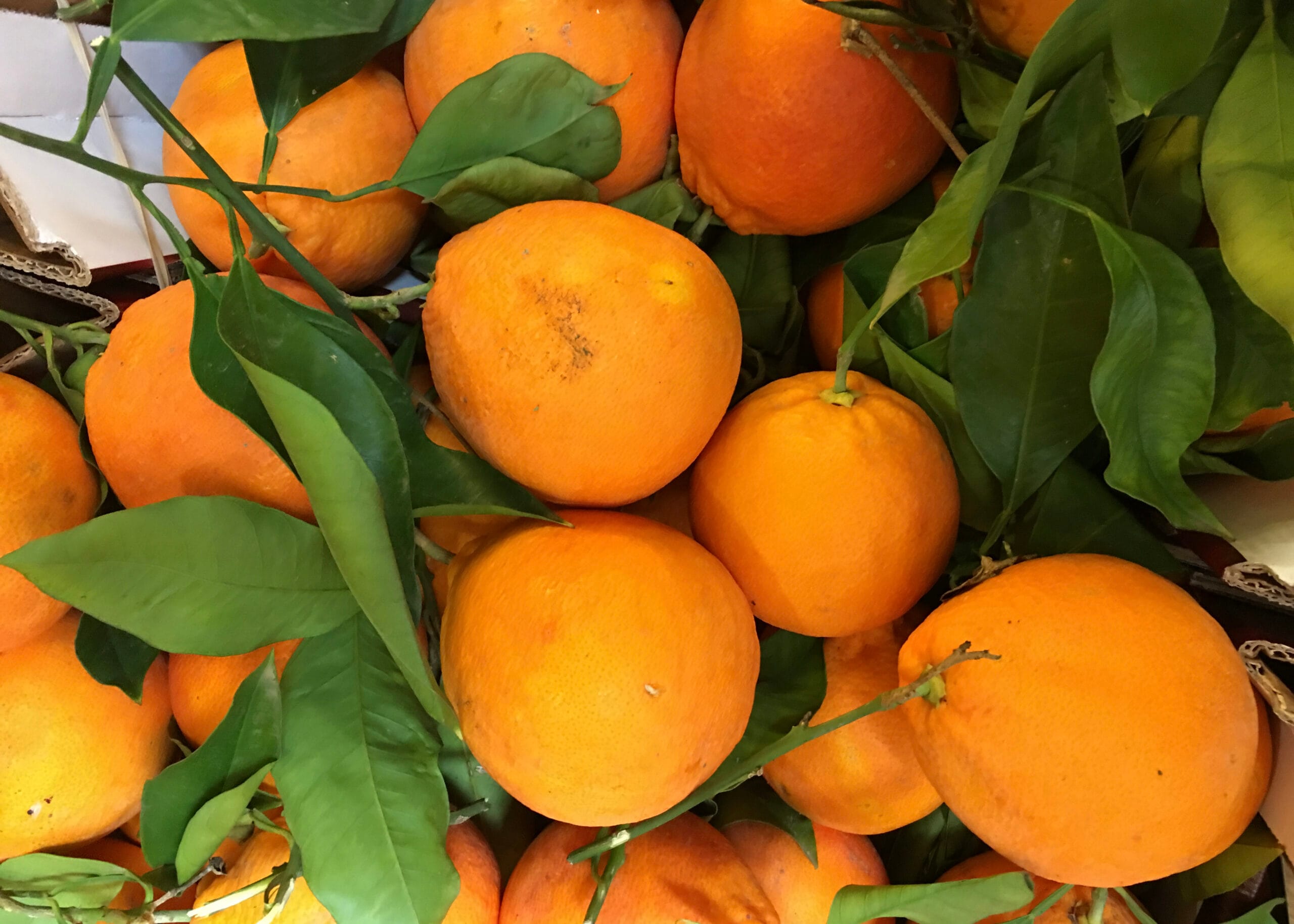 Tid for appelsiner